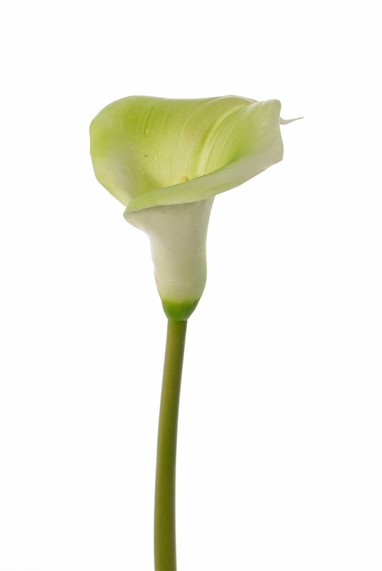 Calla (Zantedeschia), 13 x 15cm, 73 cm