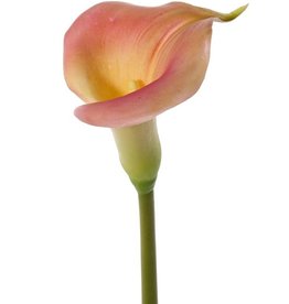 Calla (Zantedeschia), 13 x 15cm, 73 cm