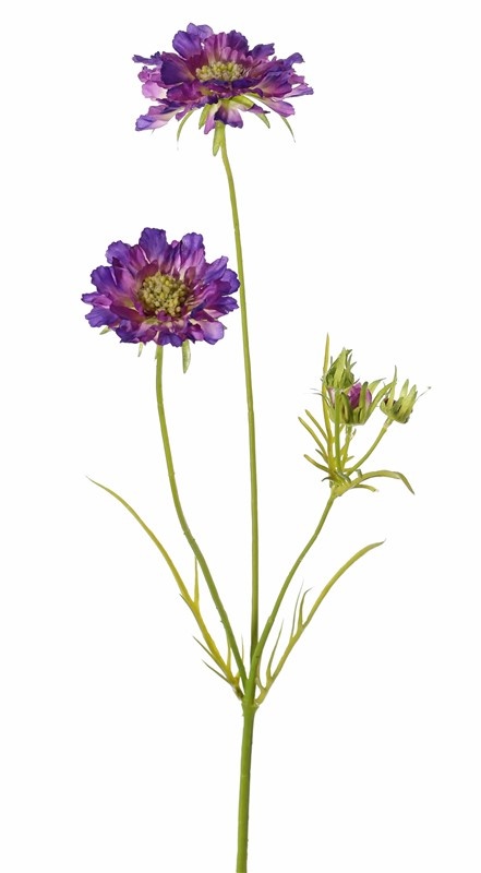 Scabiosen, 3 Verzweigungen, 2 Blumen Ø 10 u. 8 cm, 3 Knospen, 4 Blätter, 80cm