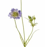 Scabiosa, 2 flores, Ø 10/8cm, 3 capullos, 4 hojas, 80cm