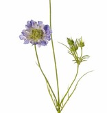 Scabiosa, 2 flowers, Ø10/8cm, 3 buds, 4 lvs., 80cm