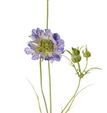 Scabiosa, 2 flores, Ø 10/8cm, 3 capullos, 4 hojas, 80cm