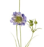 Scabiosa (Duifkruid), x3, 2 bloemen, Ø 10/8cm, 3 knop & 4 blad, 80cm