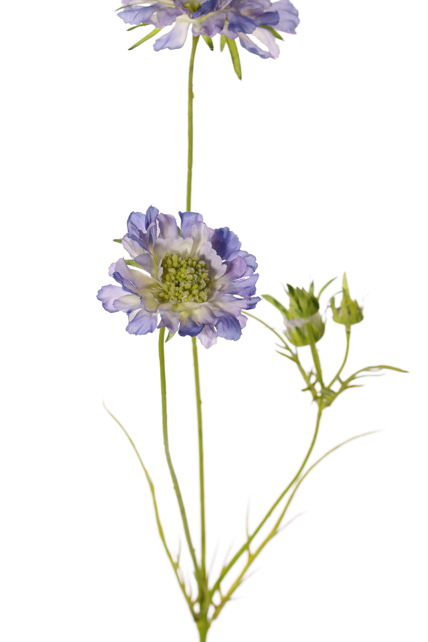 Scabiosen, 3 Verzweigungen, 2 Blumen Ø 10 u. 8 cm, 3 Knospen, 4 Blätter, 80cm