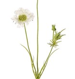 Scabiosen, 3 Verzweigungen, 2 Blumen Ø 10 u. 8 cm, 3 Knospen, 4 Blätter, 80cm