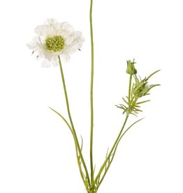 Scabiosa, 2 flores, Ø 10/8cm, 3 capullos, 4 hojas, 80cm