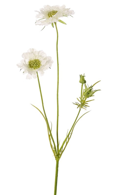 Scabiosa (Duifkruid), x3, 2 bloemen, Ø 10/8cm, 3 knop & 4 blad, 80cm