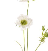 Scabiosa, 2 flowers, Ø10/8cm, 3 buds, 4 lvs., 80cm