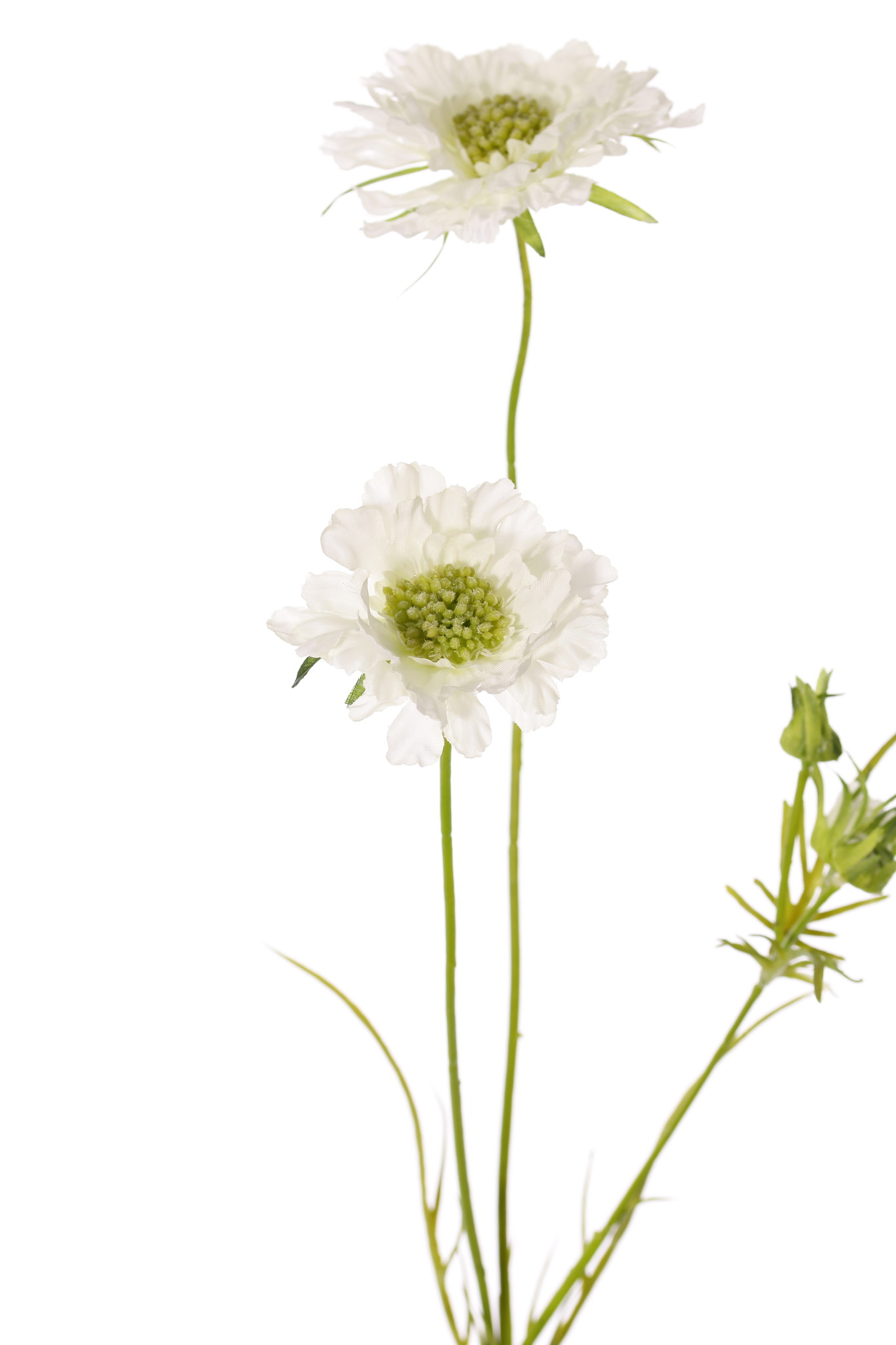 Scabiosen, 3 Verzweigungen, 2 Blumen Ø 10 u. 8 cm, 3 Knospen, 4 Blätter, 80cm