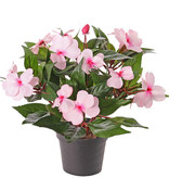 Mata impatiens x13, con maceta, 25cm