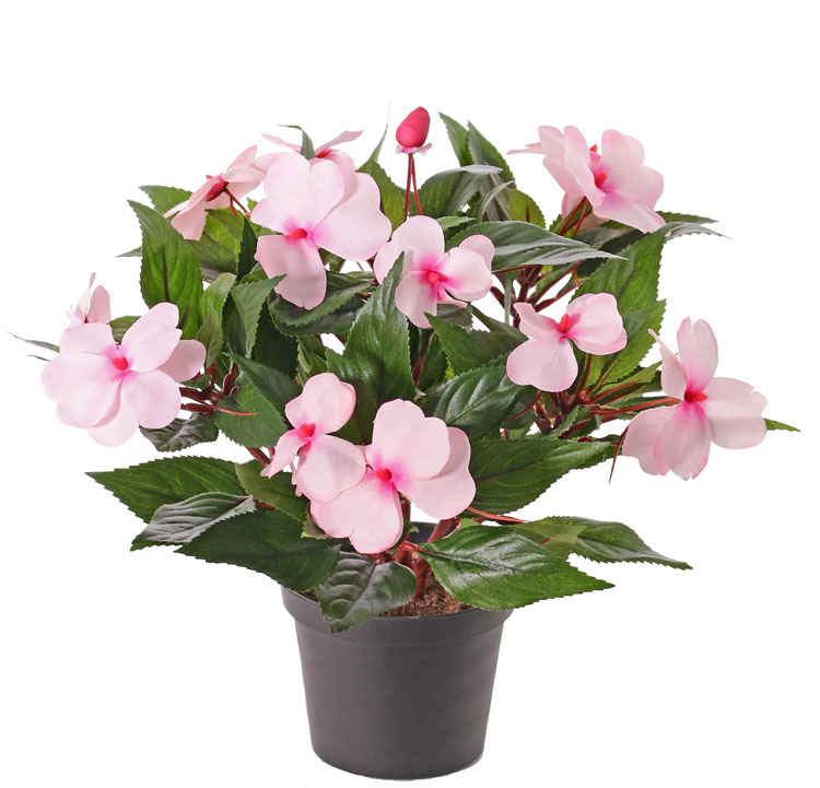 Impatiens x 13, 25 cm mit Topf