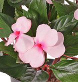 Mata impatiens x13, con maceta, 25cm