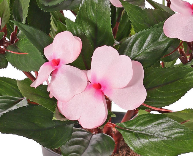 Mata impatiens x13, con maceta, 25cm