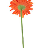 Gerbera  Ø 12cm, 63 cm