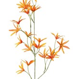 Tweedia Blumenzweig mit 3 Verzweigungen, 21 Blumen, 73cm