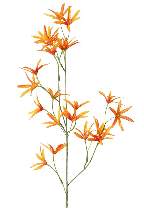 Tweedia Blumenzweig mit 3 Verzweigungen, 21 Blumen, 73cm