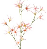 Tweedia Blumenzweig mit 3 Verzweigungen, 21 Blumen, 73cm