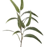 Eucalytus globulus branch (Southern blue gum) x2, with 13 leaves, 70cm