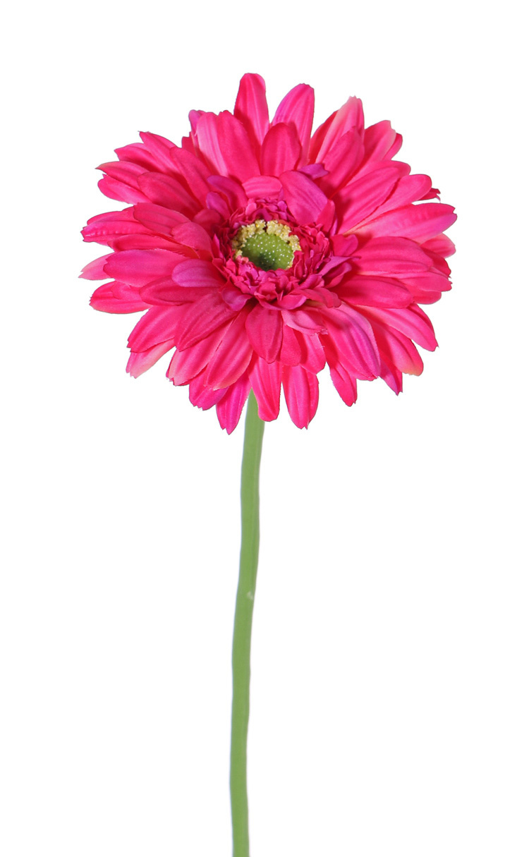 Gerbera, Ø 12cm,  63 cm