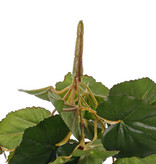 Begonia, blühend, 6 Verzweigungen, 36 Blumen, 24 Blätter, Ø 25 cm, H. 20 cm