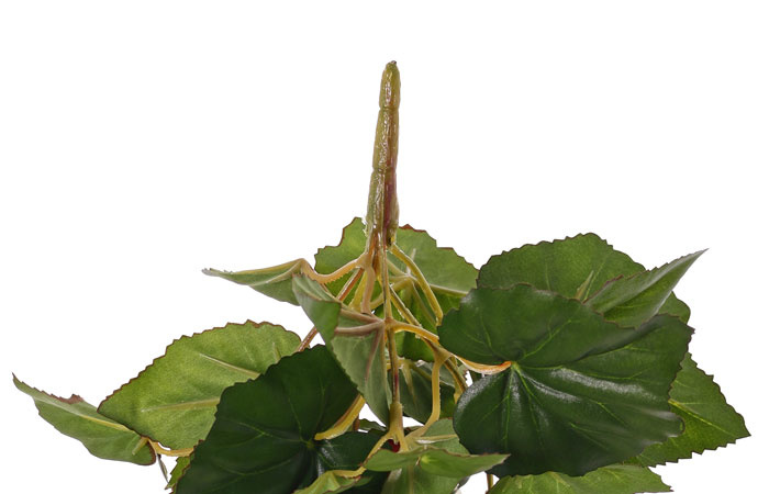Begonia, blühend, 6 Verzweigungen, 36 Blumen, 24 Blätter, Ø 25 cm, H. 20 cm