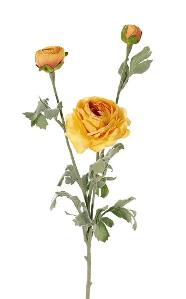 Ranunculus with 1 flower (Ø 9cm) & 2 buds (Ø 4cm, Ø 2,5cm), 6 leaves, 66cm