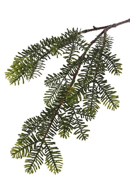 Rama de Abeto x3, hojas en forma de agujas planas, 53cm