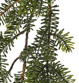 Pine spray (Abies) x3, flat needles, 53cm