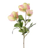 Helleborus (kerstroos) met 3 bloemen (2x Ø 8cm & Ø 5cm) & 11 blad, 45cm