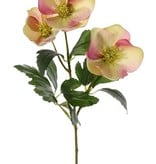 Helleborus con 3 flores (2x Ø 8cm & Ø 5cm) & 11 hojas, 45cm