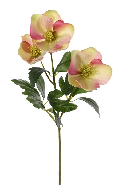 Helleborus con 3 flores (2x Ø 8cm & Ø 5cm) & 11 hojas, 45cm