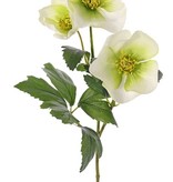 Helleborus (Christrose) mit 3 Blumen (2x Ø 8cm & Ø 5cm) & 11 Blätter, 45cm