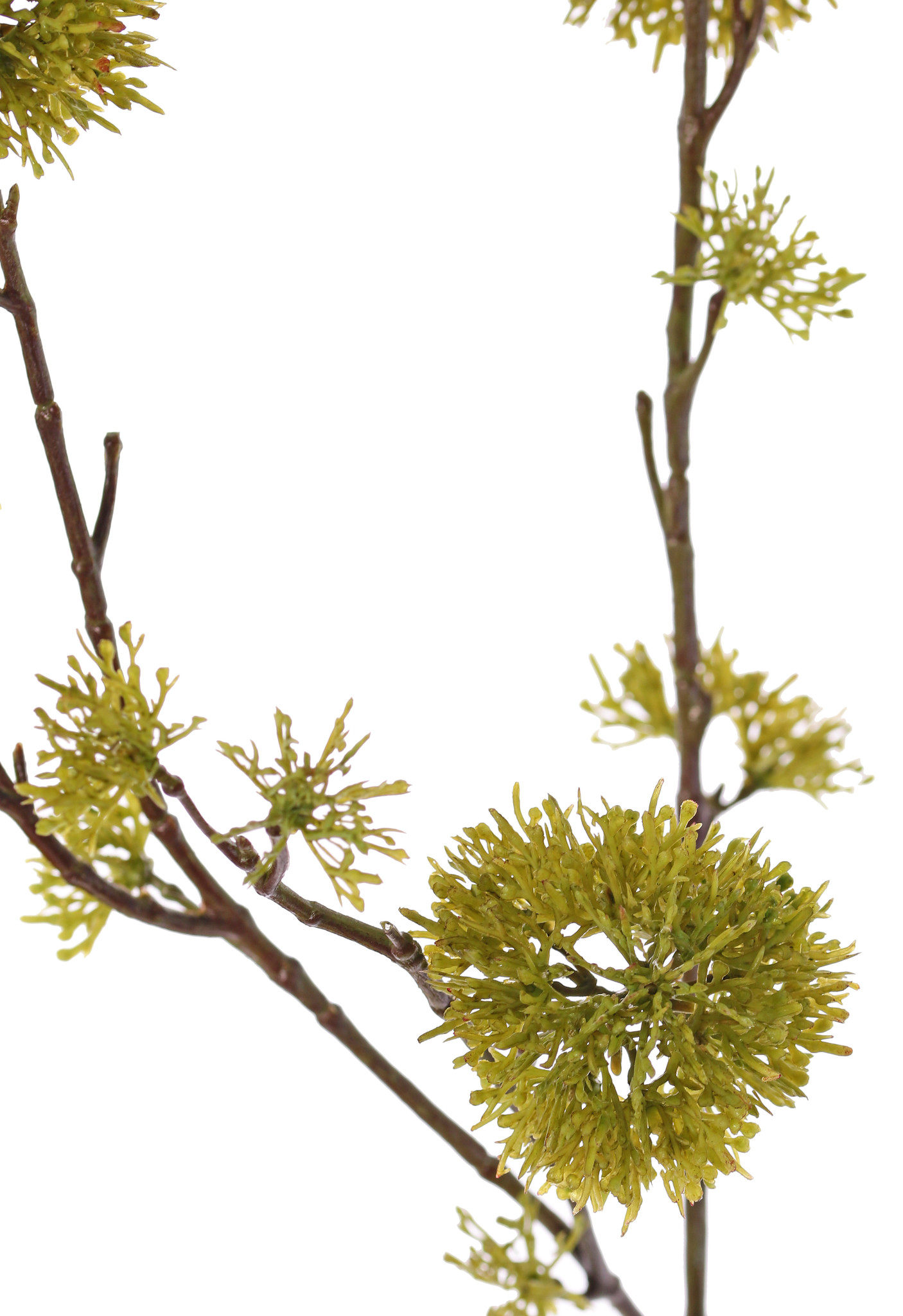 Viburnum branch, with 13 clusters, 80cm