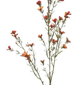 Waxbloem (Chamelaucium uncinatum) "de luxe", met 26 bloemen & 14 knop, 78cm