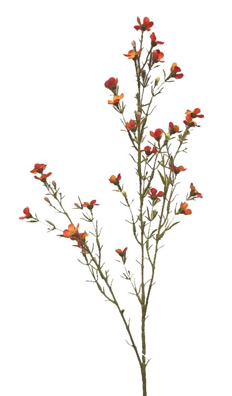 Chamelaucium uncinatum, Geraldton waxflower, Geraldton wax, 26 flowers, 78cm