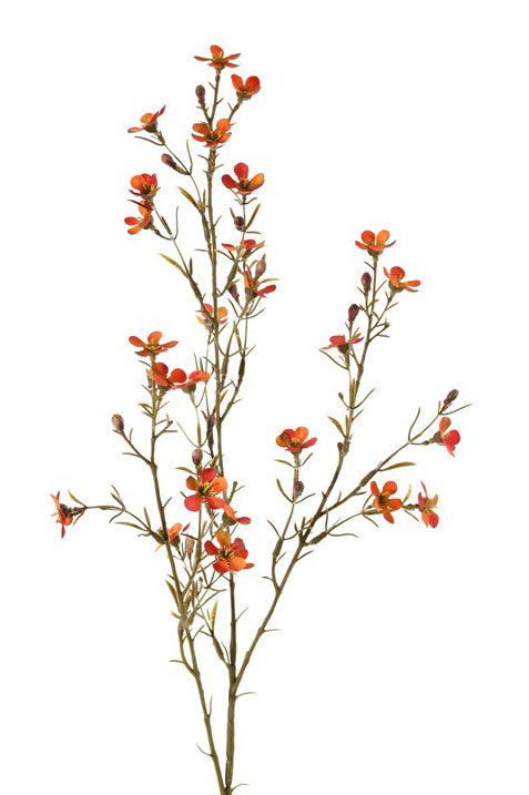 Waxbloem (Chamelaucium uncinatum) "de luxe", met 26 bloemen & 14 knop, 78cm