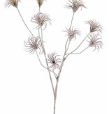 Clematis seeds branch x3, with 9 seeds, no leaf, flocked, 71cm