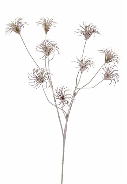 Waldreben-Saatzweig (Clematis) mit 3 Verzweigungen, 9 Samenstände, beflockt, 71cm