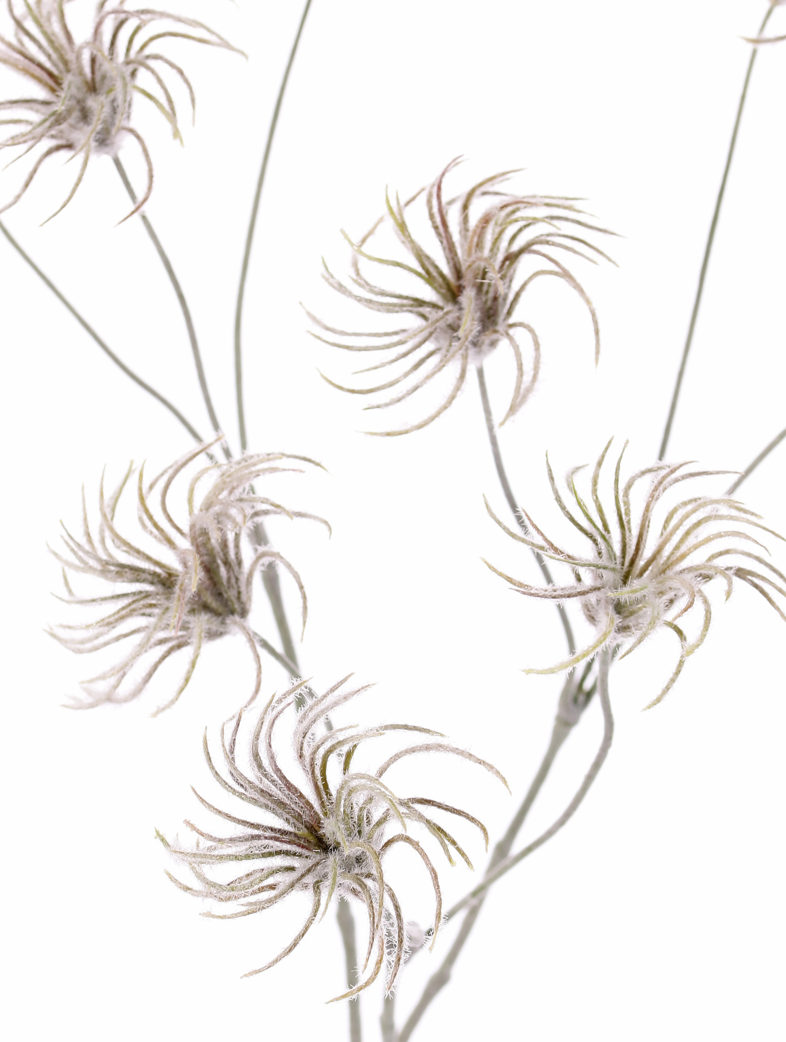 Clematis seeds branch x3, with 9 seeds, no leaf, flocked, 71cm