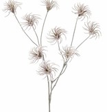 Waldreben-Saatzweig (Clematis) mit 3 Verzweigungen, 9 Samenstände, beflockt, 71cm