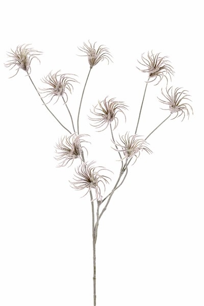 Waldreben-Saatzweig (Clematis) mit 3 Verzweigungen, 9 Samenstände, beflockt, 71cm