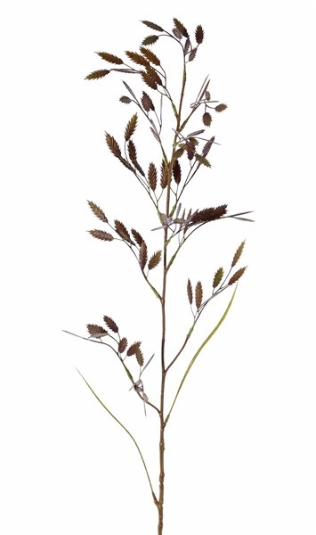 Briza grass, with 13 sprays (91 beavers) & 2 leaves, 98cm