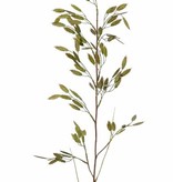 Briza grass, with 13 sprays (91 beavers) & 2 leaves, 98cm