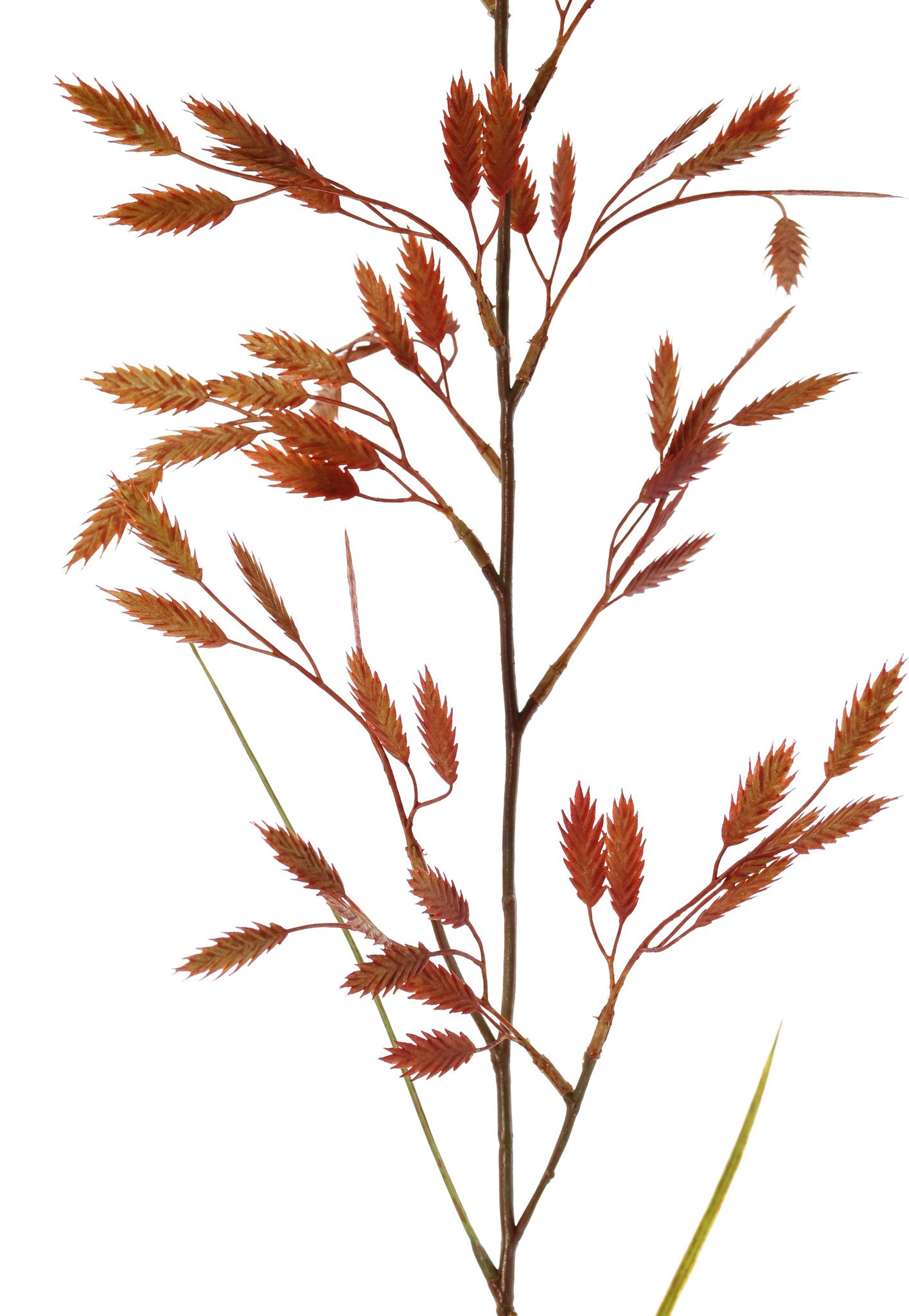 Briza grass, with 13 sprays (91 beavers) & 2 leaves, 98cm