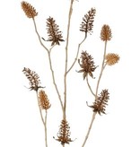 Dipsacus fullonum grande x4, con 13 frutos (7x6,5cm & 6x5cm), 96cm