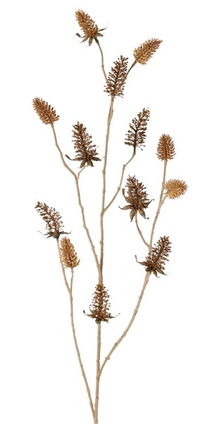 Dipsacus fullonum grande x4, con 13 frutos (7x6,5cm & 6x5cm), 96cm