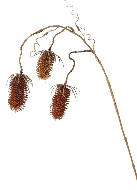 Kaardeboltak (Dipsacus), 3 vertakkingen, met 3 plastic kaardebollen (2x 8cm & 1x 6cm), 90cm