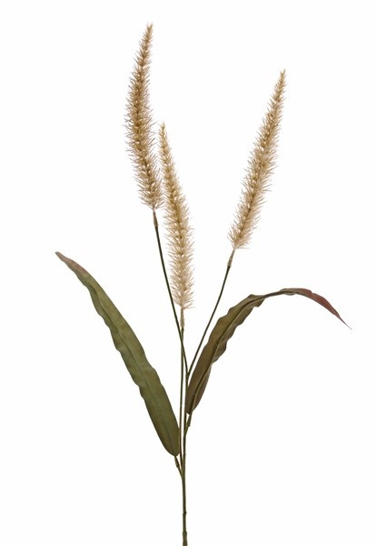 Pennisetum (Lampepoetser) 3 pluimen 22cm & 2 blad, 93cm