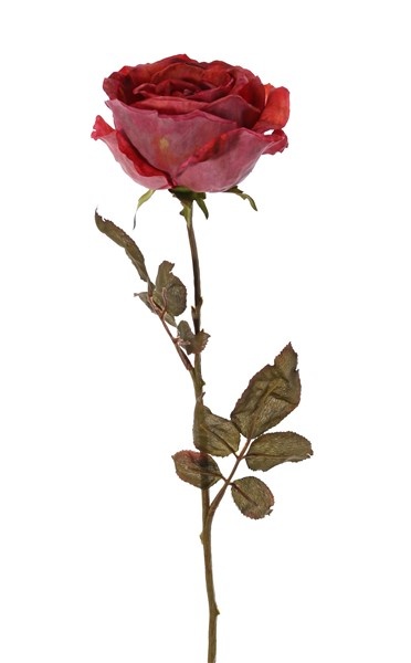 Rose Calista, Ø 11cm, H.7cm, 2 Blattsets (10 Blätter), 66cm