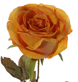 Rose Calista, 1 flower (Ø 11cm, h. 7cm), 2 sets of leaf (10 leaves), 66cm